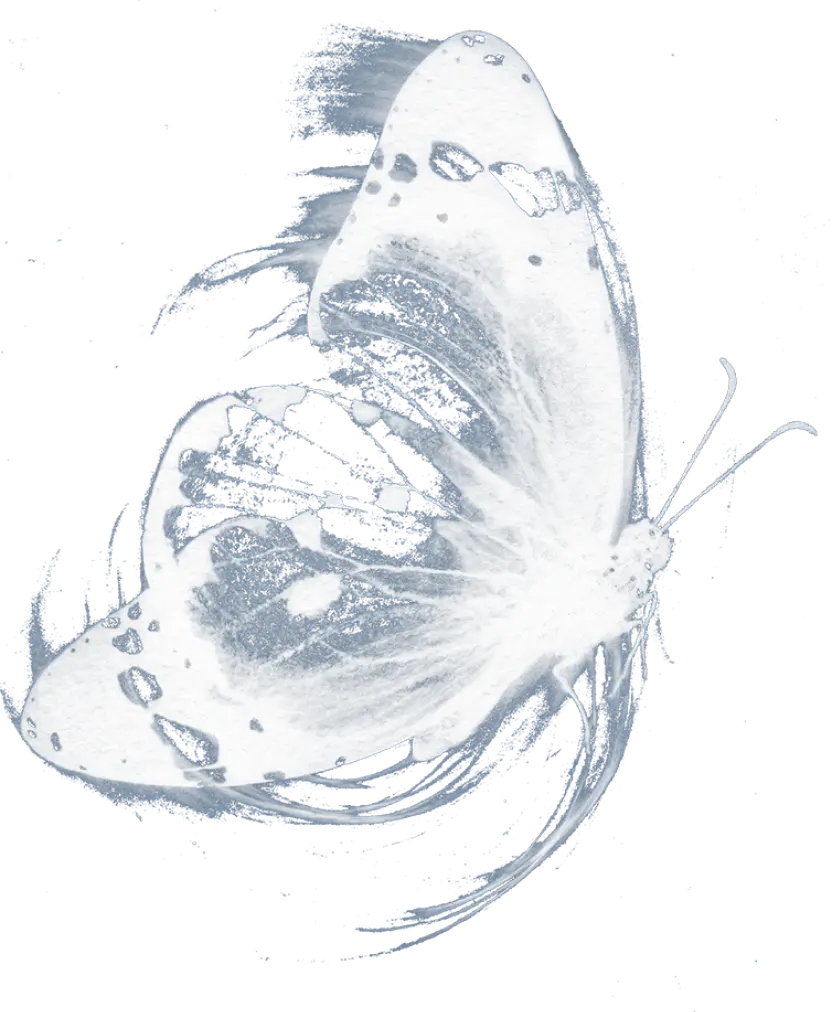 Butterfly illustration